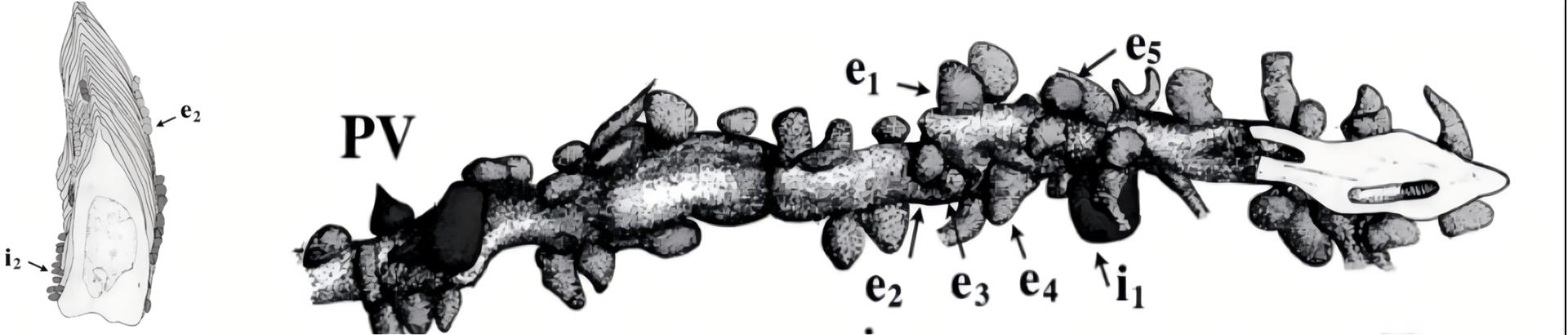 20250722162440_7539_thumb.png